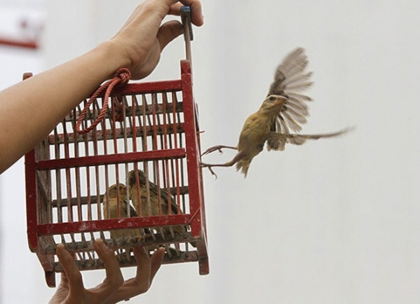 Cảnh báo : Đừng phóng sinh thiếu hiểu biết nếu bạn không muốn tạo nghiệp 
