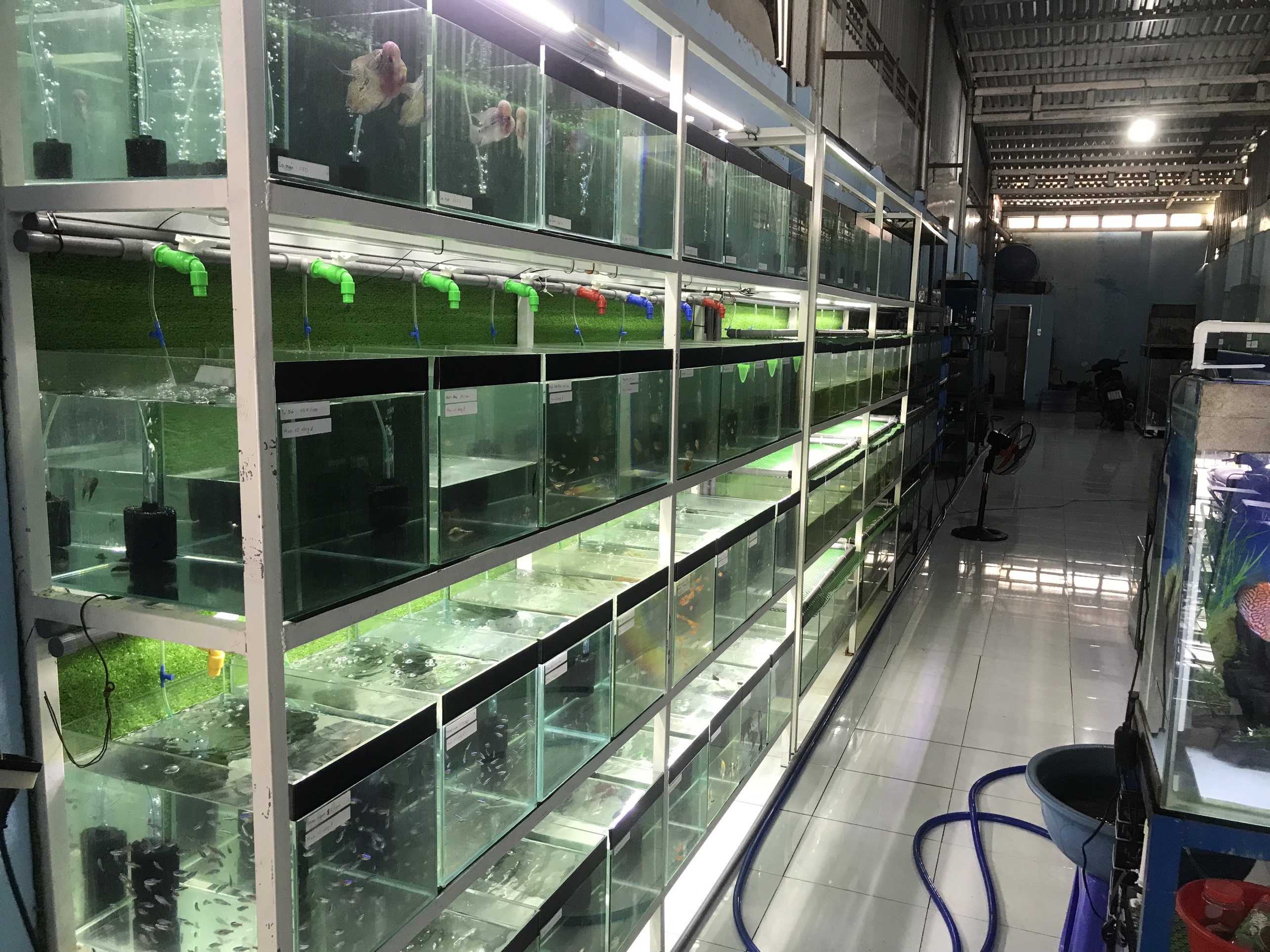 Cá La Hán tại Cá Cảnh Diễm My