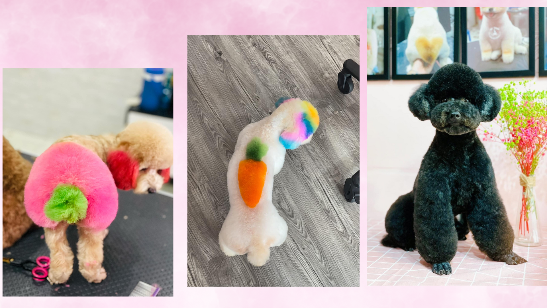 những sản phẩm đã thực hiện tại Zumy pet spa
