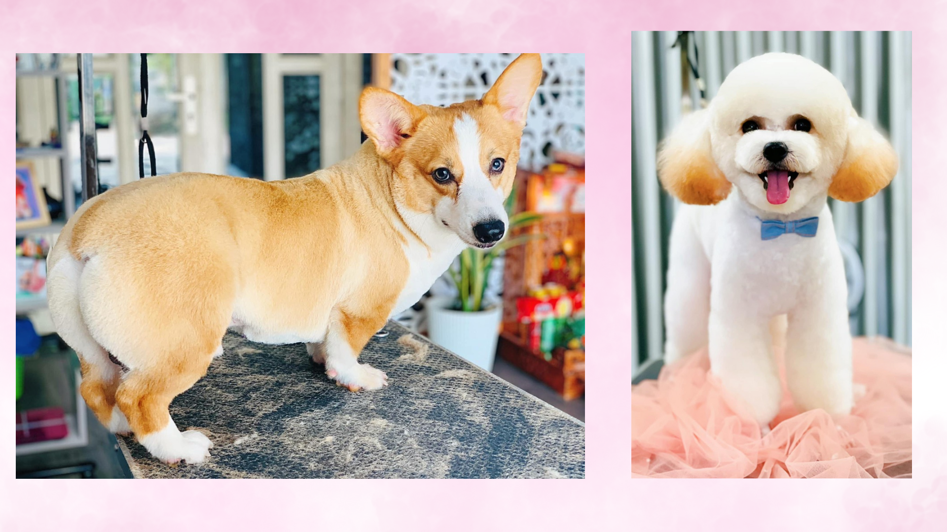 những sản phẩm đã thực hiện tại Zumy pet spa