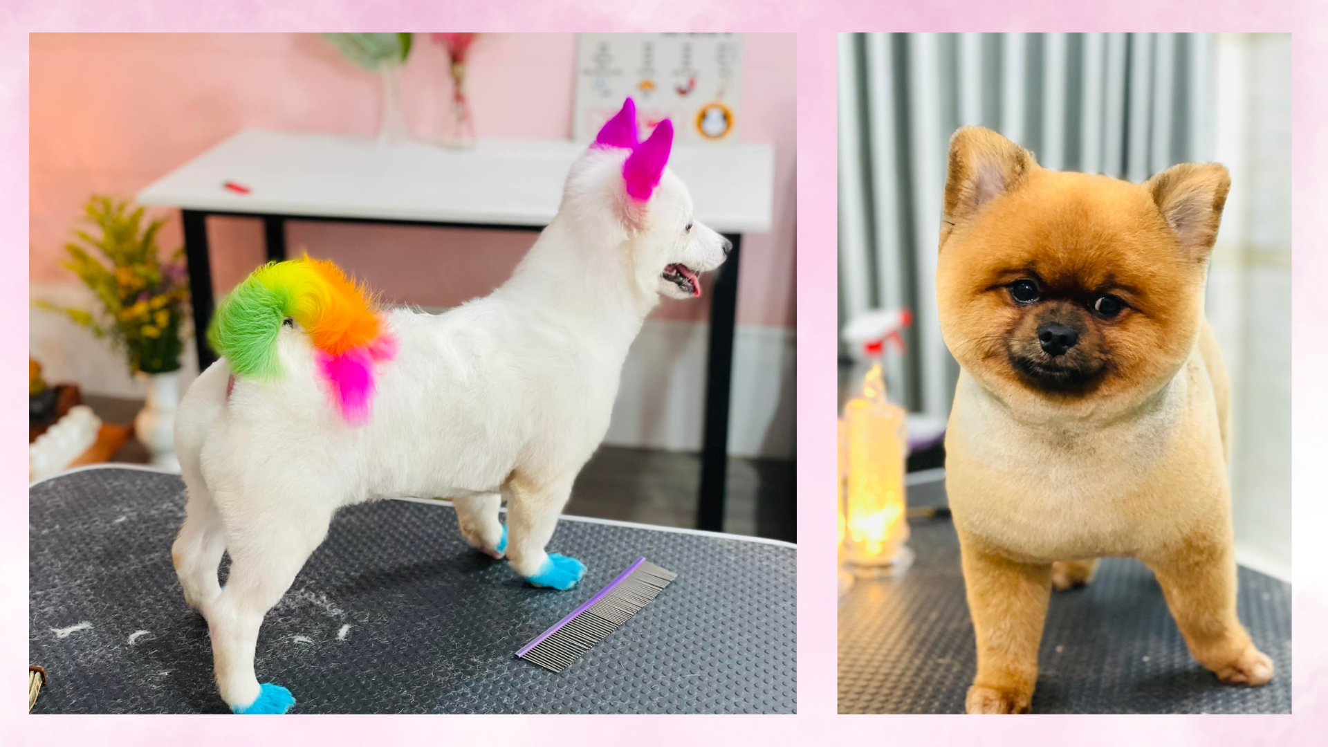 những sản phẩm đã thực hiện tại Zumy pet spa