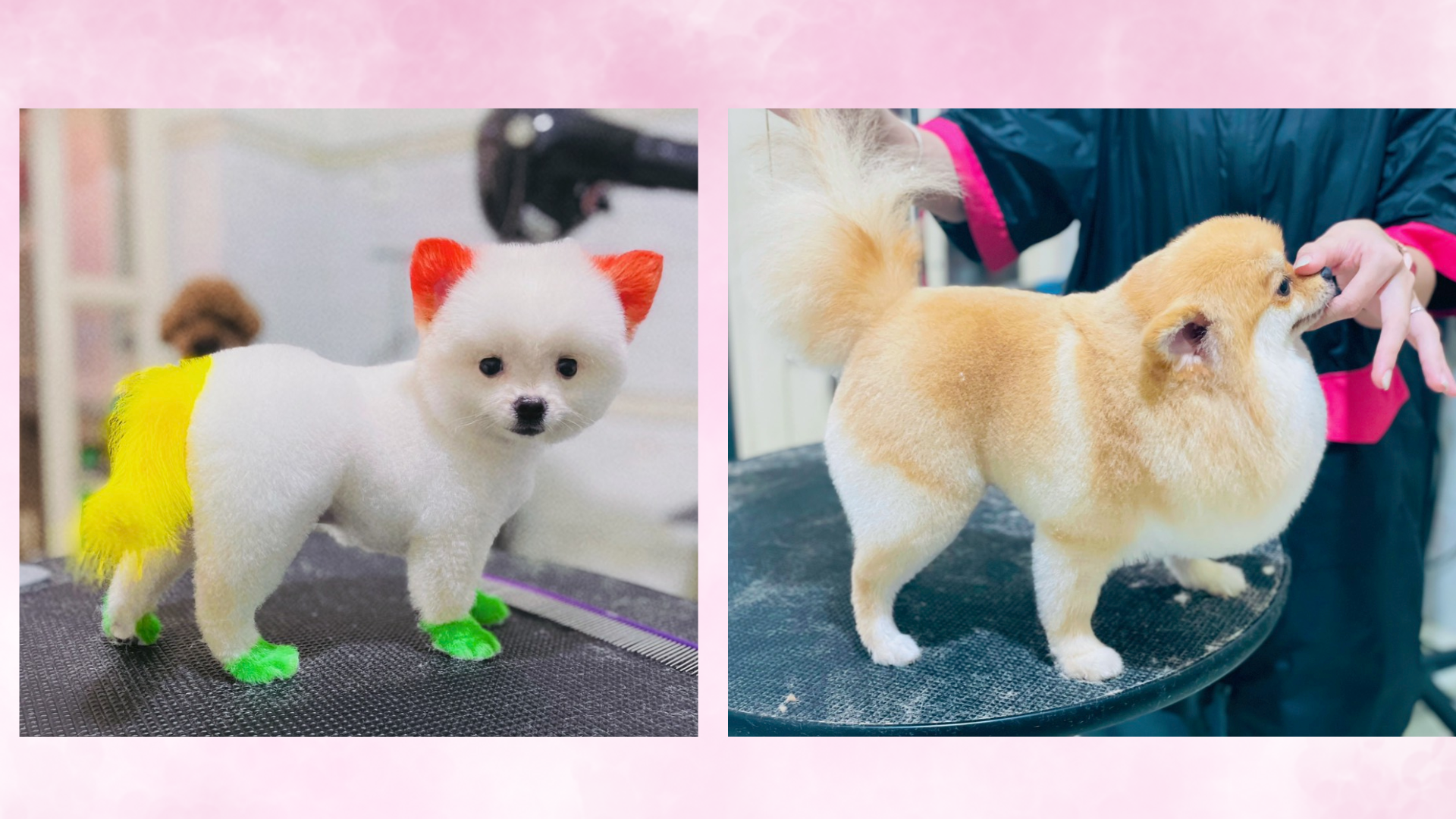 những sản phẩm đã thực hiện tại Zumy pet spa