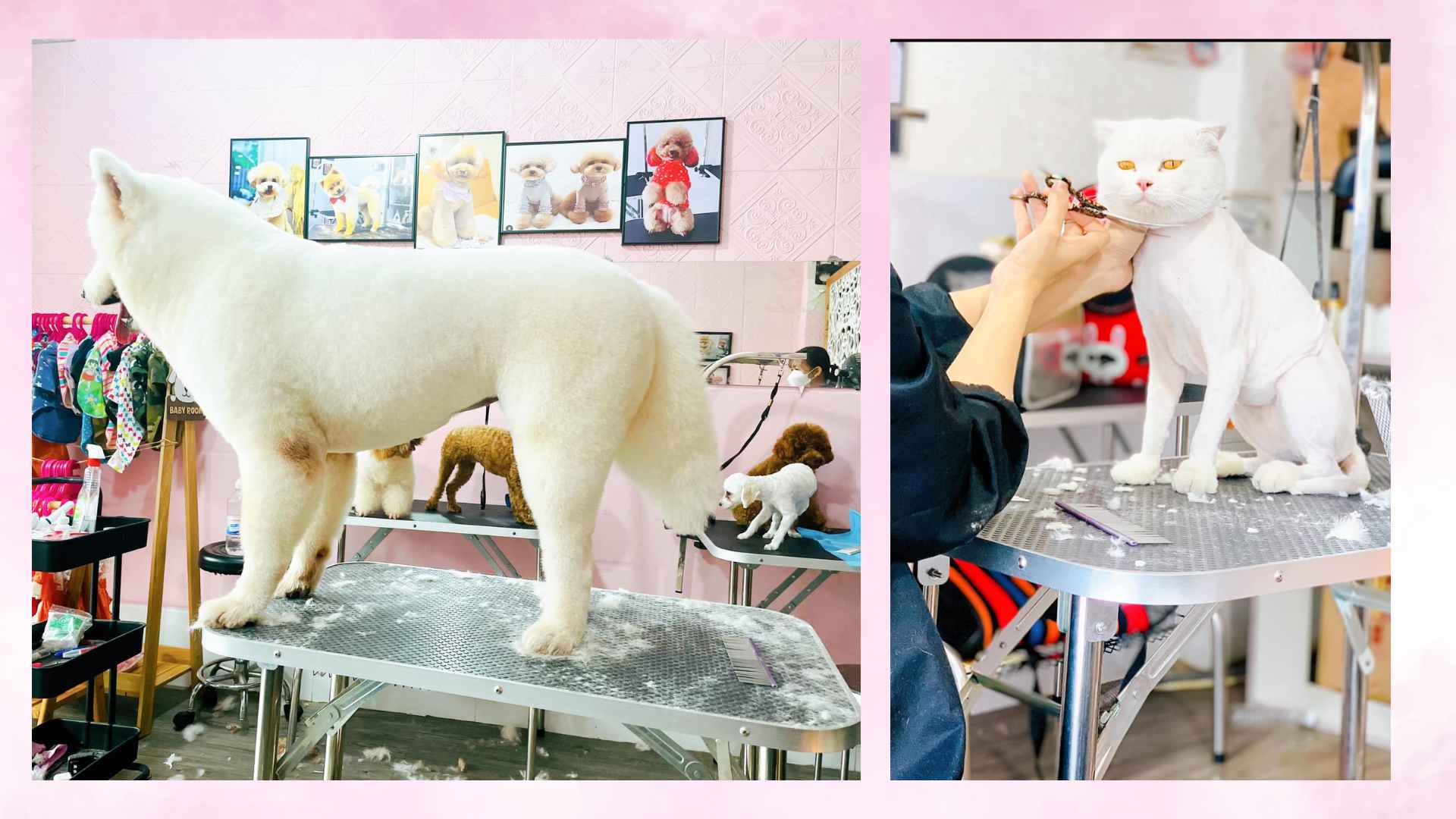 những sản phẩm đã thực hiện tại Zumy pet spa