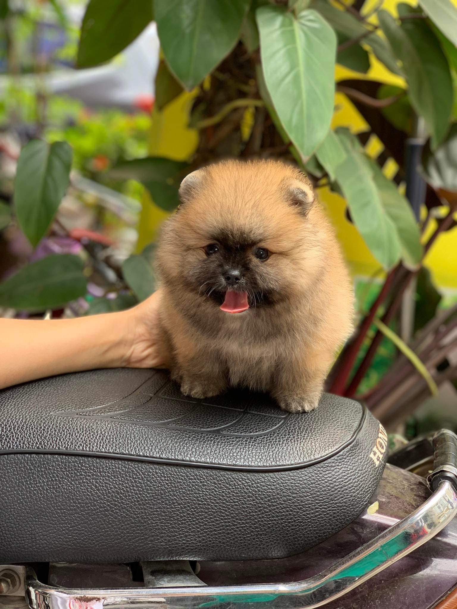tắm vệ sinh cho boss tại Zumy Pet Spa Dịch Vụ Làm Đẹp Thú Cưng Chuyên Nghiệp, Uy Tín Tại Hóc Môn