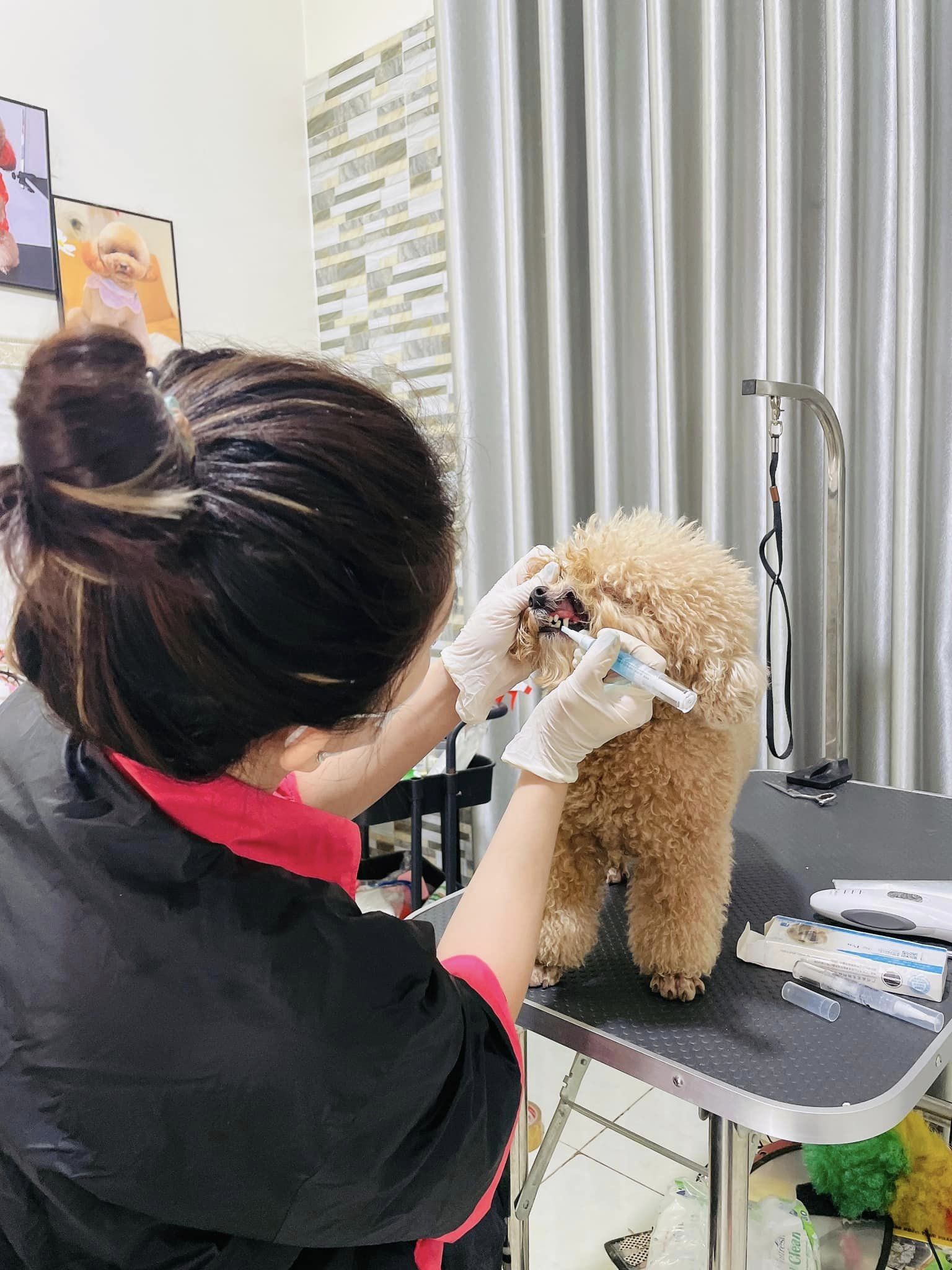 lấy vôi răng cho boss tại Zumy Pet Spa Dịch Vụ Làm Đẹp Thú Cưng Chuyên Nghiệp, Uy Tín Tại Hóc Môn