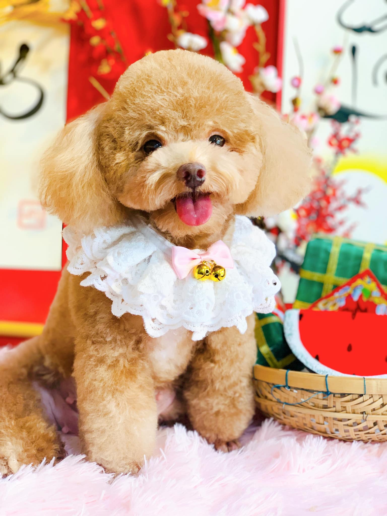 tắm vệ sinh cho boss tại Zumy Pet Spa Dịch Vụ Làm Đẹp Thú Cưng Chuyên Nghiệp, Uy Tín Tại Hóc Môn