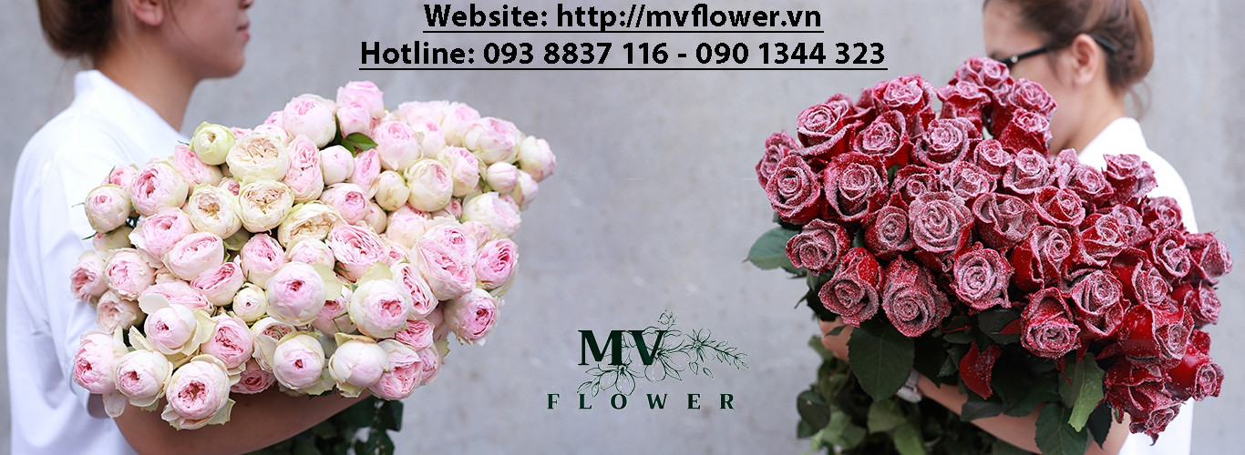 MV Flower Cửa Hàng Hoa Chuyên Cung Cấp Hoa Tươi Quà Tặng Chuyên Nghiệp 