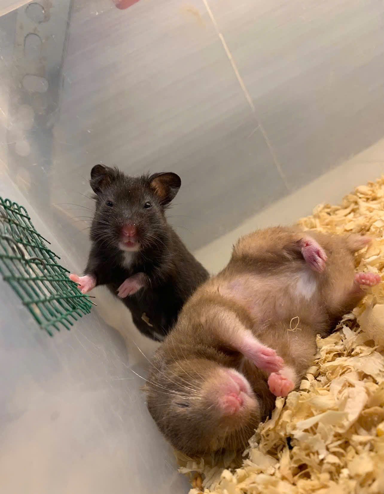 Thế Giới Hamster - Địa Chỉ Mua Hamster Và Phụ Kiện Uy Tín Tại Hóc Môn